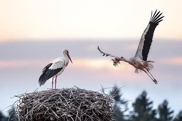 two stork on nest closeup