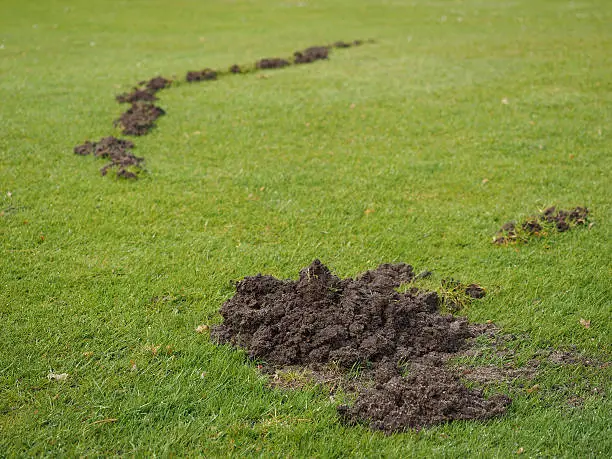 Mole damage to a Golf course fairway with surface tracks and a molehill