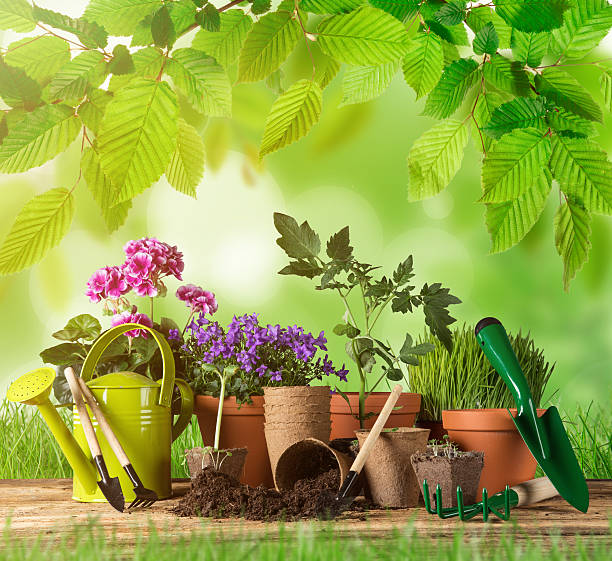 istock Outdoor gardening tools and plants. 470800630