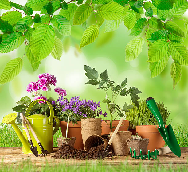 istock Outdoor gardening tools and plants. 470800632