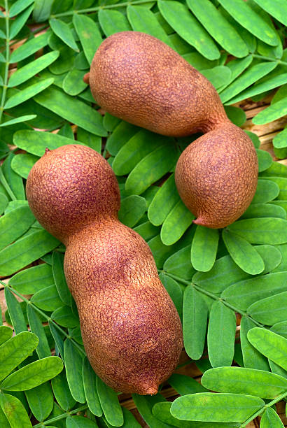 istock Tamarind (Tamarindus indica) pods and leaves 470800904