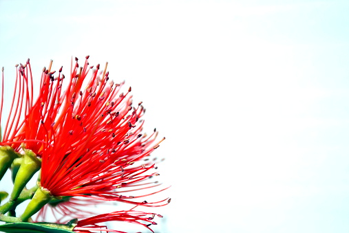 The New Zealand Rata Flower in blossom on white background.