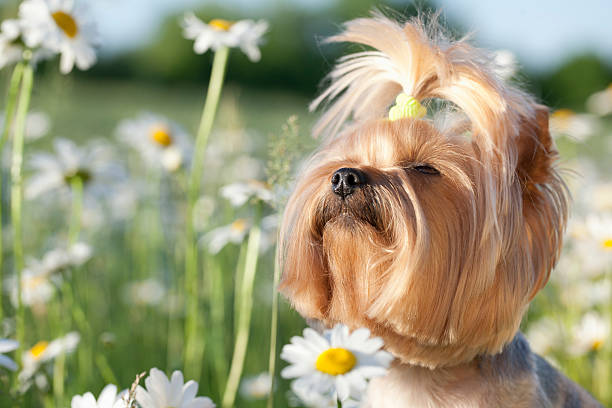 istock Yorkie in a field of daisies 470801703