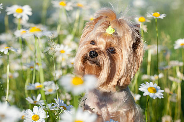 istock Yorkie in a field of daisies 470801767