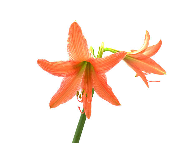 istock brilliant red amaryllis flower on white background 470801924