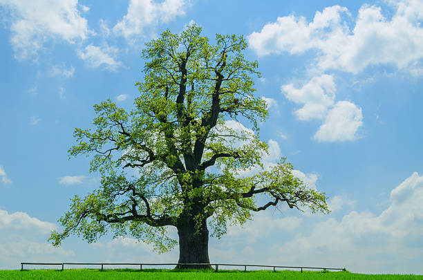 istock single huge oak in spring standing alone in the sun 470802216