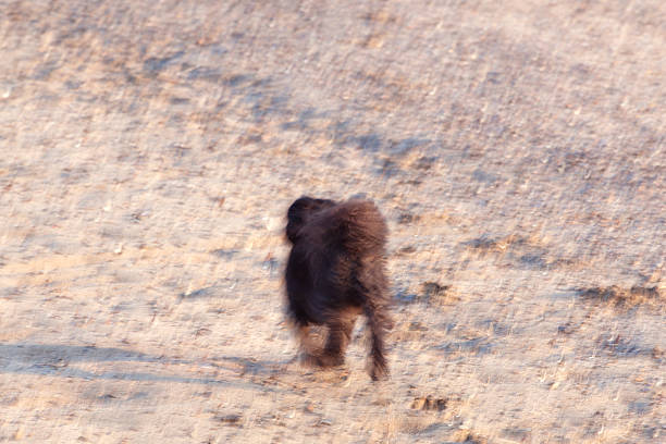 A small dog on a beach running with the entire image blurred.