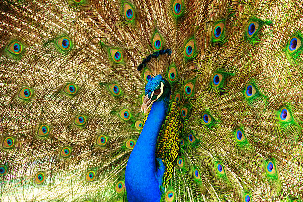 Peacock - Stock Image stock photo