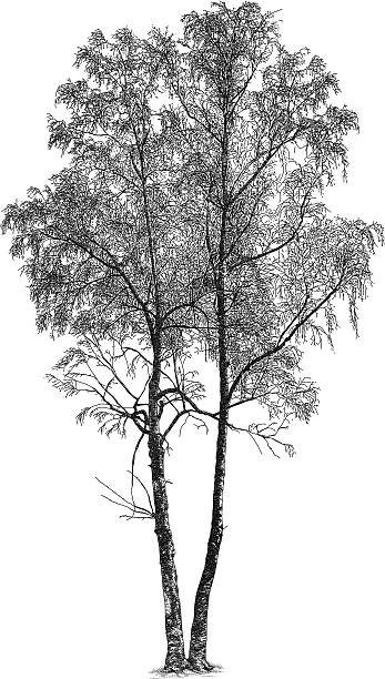brzozy - silver birch tree stock illustrations