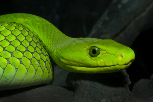 Close-up of a beautiful Short-snouted Grass Snake (Psammophis brevirostris) in the wild