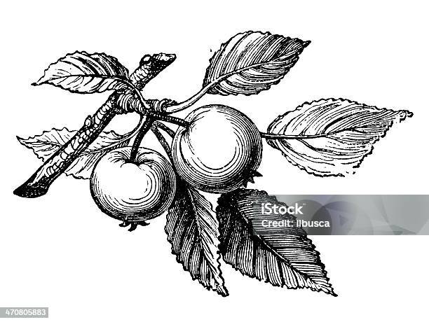 Antiguidade Ilustração De Árvore De Maçã - Arte vetorial de stock e mais imagens de Macieira