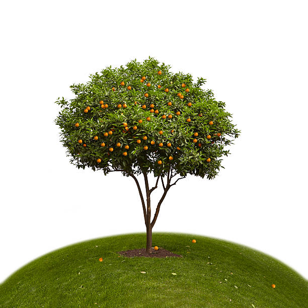 Orange Tree on a Green Hill A huge orange tree is standing on a round shaped green hill on a white background. On the grass, there are some oranges fallen from the tree. orange tree photos stock pictures, royalty-free photos & images