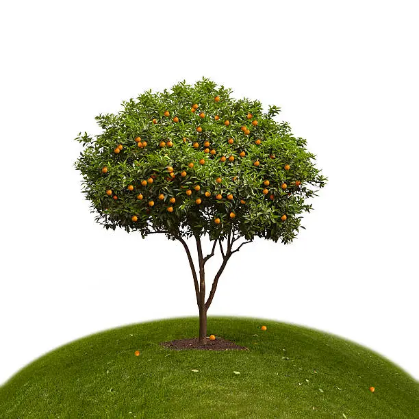 Photo of Orange Tree on a Green Hill