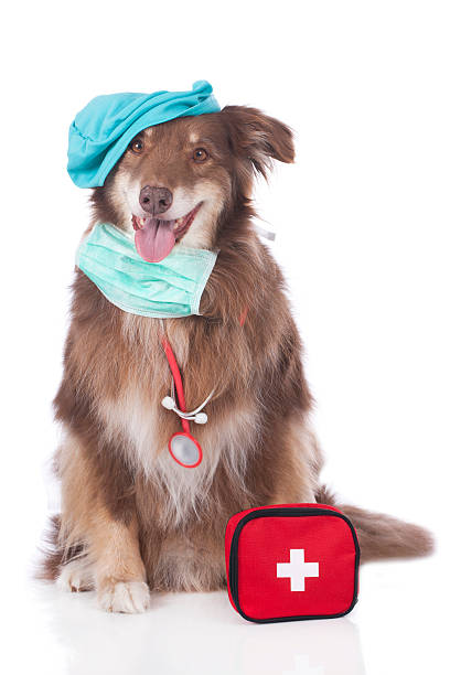 istock Australian shepherd dog with doctor costume 470807270