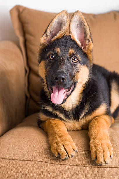 istock cute puppy german shepherd in a sofa 470807830