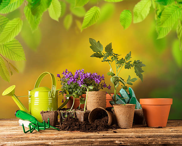 istock Outdoor gardening tools and plants. 470807932