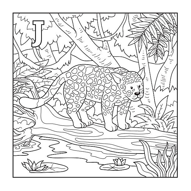 illustrations, cliparts, dessins animés et icônes de livre de coloriage (jaguar), colorless illustration (lettre j) - big cat fun cute yellow