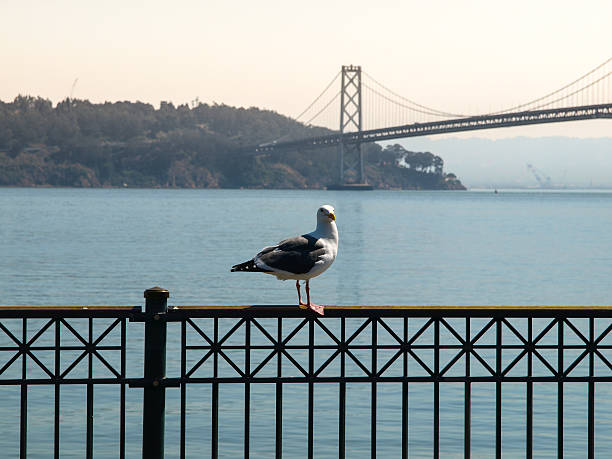 istock Seagull and Oakland Bay Bridge in background 470808956