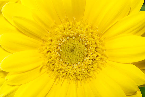 istock Macro photo of yellow gerbera flower 470811232
