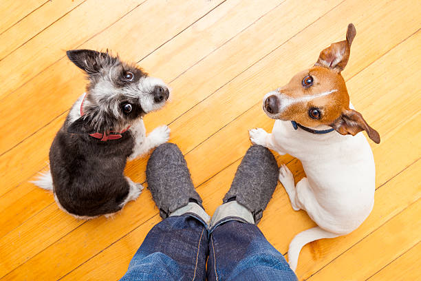 istock two dogs and ower at home 470811658