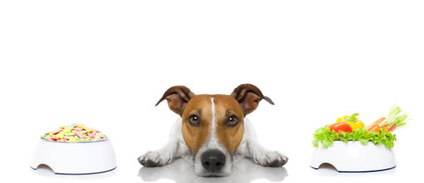 istock dog with food choice 470813118