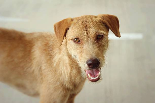 istock Brown dog sitting on the floor are staring. 470817324