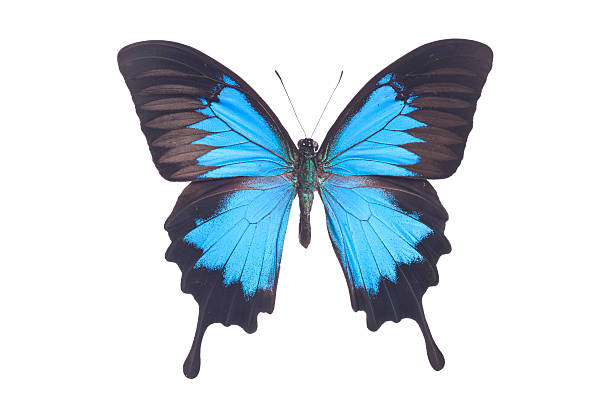istock Swallowtail Butterfly Papilio Ulysses Ulysses Isolated on White 470817414