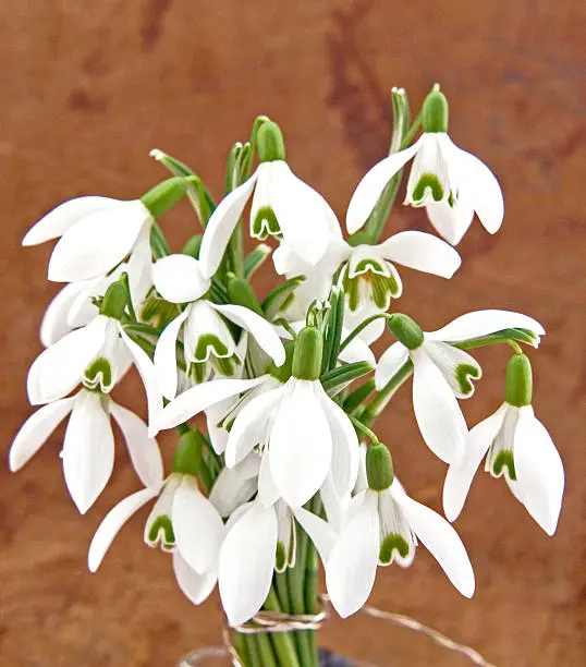 a bouquet of flowers with fresh snowdrops, tied together with string with a brown background