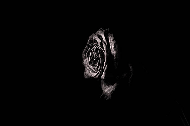 Black Dead Roses 1,000+ Withered Dead Black Rose Stock Photos, Pictures & Royalty-Free ...