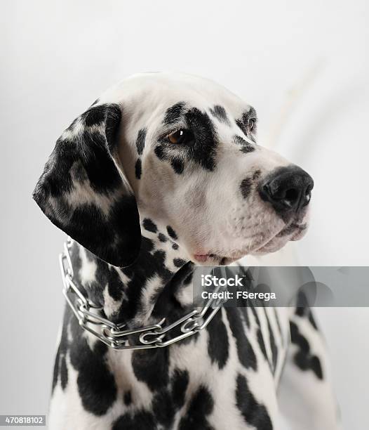 Dalmatian Black And White Portrait Stock Photo - Download Image Now - 2015, Adult, Animal