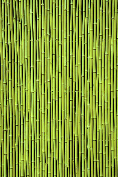 istock Green bamboo. Picture can be used as a background 470818622