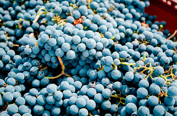 Grape harvest stock photo