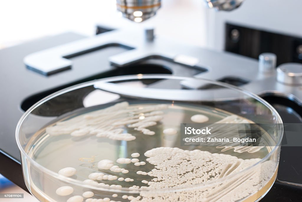 Close up of petri dish on laboratory microscope Laboratory medicine concept 2015 Stock Photo