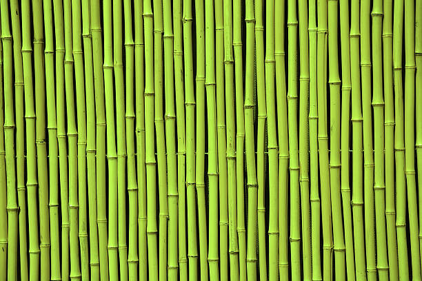 istock Green bamboo. Picture can be used as a background 470819704