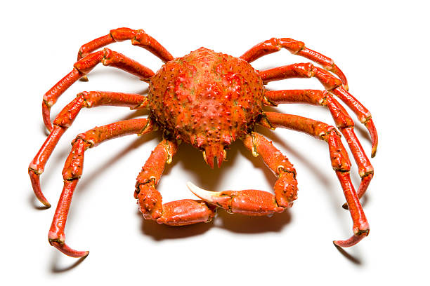 cangrejo gigante - alaskan king crab fotografías e imágenes de stock