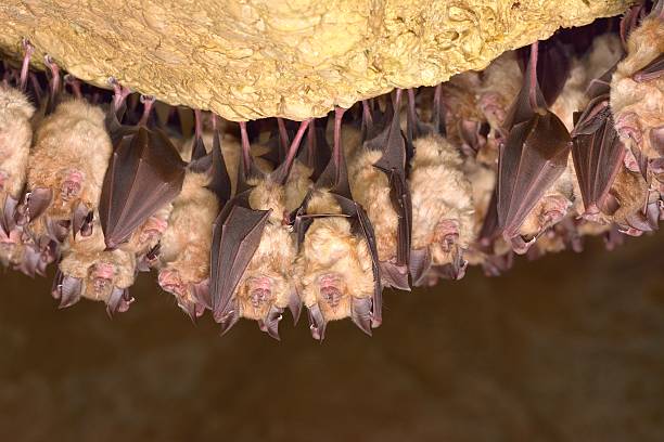Greater horseshoe bat( Rhinolophus ferrumequinum) Greater horseshoe bat( Rhinolophus ferrumequinum) hibernation stock pictures, royalty-free photos & images