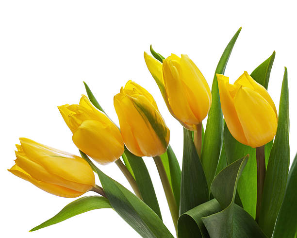 istock Flower bouquet from yellow tulips isolated on white background. 470821789