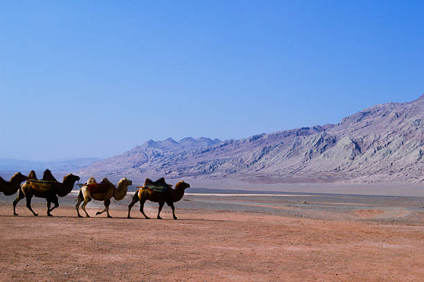 istock Camel caravan walking across the dunes in desert, China 470822179