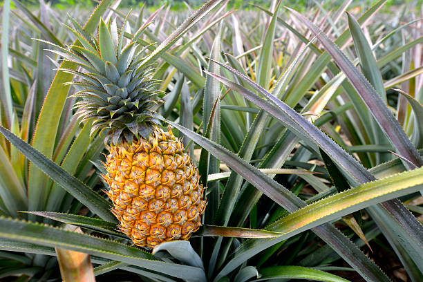 Pineapple farm stock photo