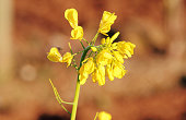 Close on Scotch or Common Broom