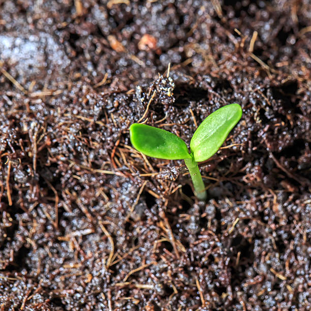 istock Plant germination in the land 470823922