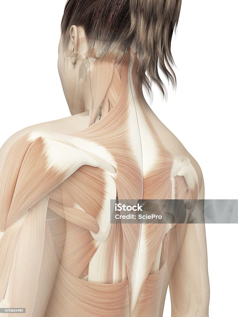 female muscles - back female back muscles Back Stock Photo