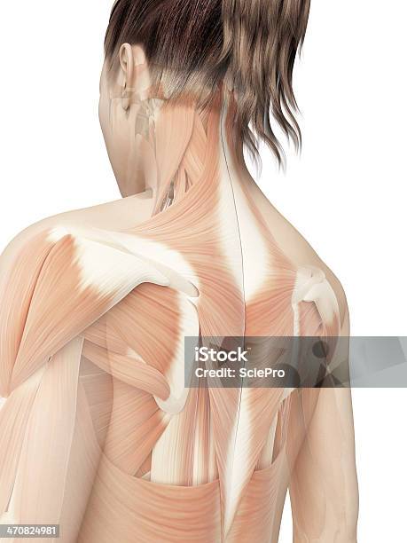 Female Muscles Back Stock Photo - Download Image Now - Back, Rear View, Anatomy