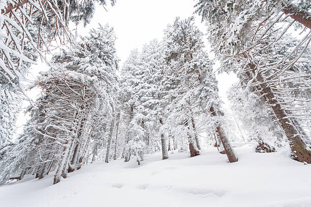 istock snow, winter, landscape, snowy 470825152