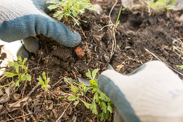 istock Gardener transplanting an emerging Icelandic Poppy 470825188