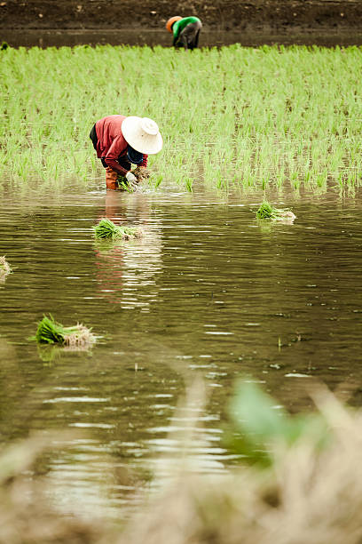 istock Farmers working in their field 470825634