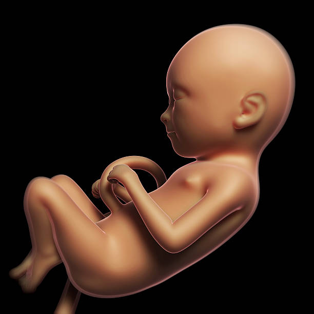 istock human fetus month 5 470828281