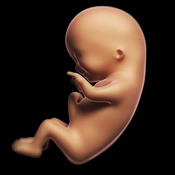 istock human fetus month 3 470828327