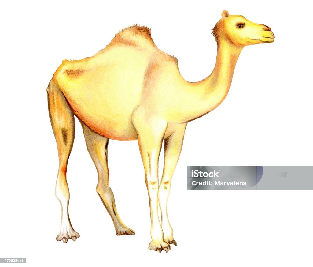 One-humped camel on a white background I, Maryna Sividova are those of the author (artist) and photographer illustrations. This illustration designed and executed by me. This is my artwork. 2015 stock illustration