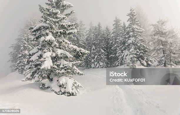 Winter Wonderland Stock Photo - Download Image Now - 2015, Beauty In Nature, Blizzard